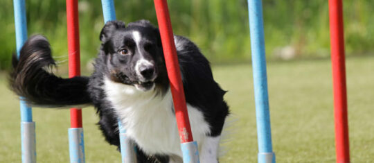 agility